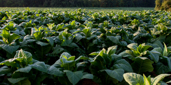 home_industry-agriculture.png
